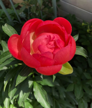 将图片加载到图库查看器，Coral sunset peony 落日珊瑚
