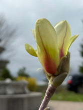 Load image into Gallery viewer, Sunrise Magnolia
