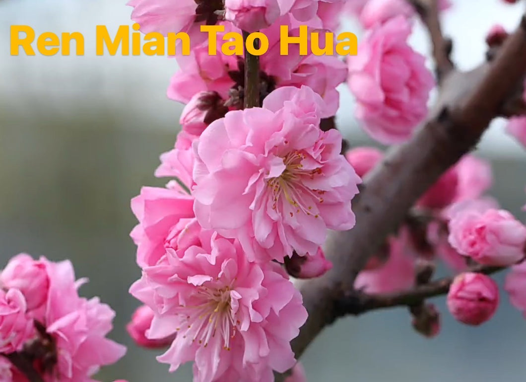 人面桃花--Ren Mian Tao Hua