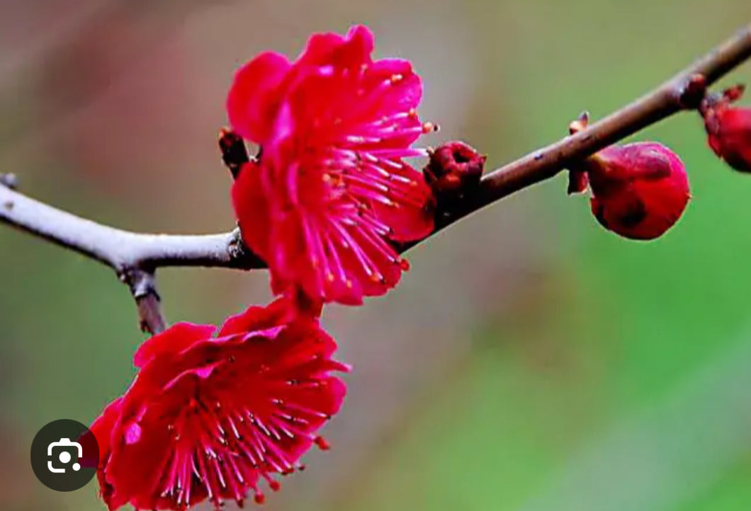 红须朱砂梅花