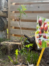 Load image into Gallery viewer, Honey Crisp Jujube tree(蜜脆玉枣树）100
