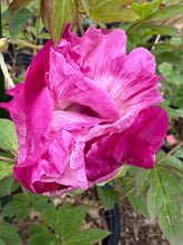 Load image into Gallery viewer, 伽蓝宝沙（紫斑牡丹）--Jia lan bao sha (rockii peony)
