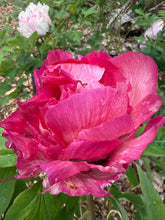 Load image into Gallery viewer, 伽蓝宝沙（紫斑牡丹）--Jia lan bao sha (rockii peony)
