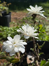 Load image into Gallery viewer, White Magnolia白玉兰
