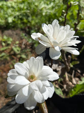 Load image into Gallery viewer, White Magnolia白玉兰

