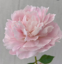 Load image into Gallery viewer, Oriental Princess peony芍药
