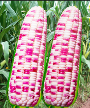 将图片加载到图库查看器，彩甜糯米（非转基因）Colorful sweet sticky corn Non-GMO-80

