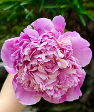 Load image into Gallery viewer, 蓝天飘云（紫斑）--Lan Tian Piao Yin (rocket peony )
