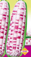 将图片加载到图库查看器，彩甜糯米（非转基因）Colorful sweet sticky corn Non-GMO-80
