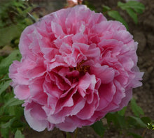 将图片加载到图库查看器，圣代 Parfait
