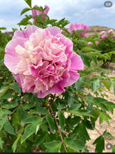 Load image into Gallery viewer, 伽蓝宝沙（紫斑牡丹）--Jia lan bao sha (rockii peony)

