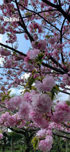 Load image into Gallery viewer, Yokihi Cherry (贵妃樱）
