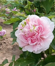 Load image into Gallery viewer, 贵妃插翠牡丹 Gui fei cha cui Tree Peony-11
