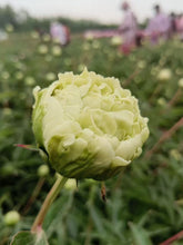 Load image into Gallery viewer, Green Jade peony
