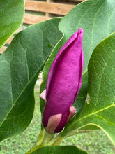 Load image into Gallery viewer, Purple Magnolia 紫玉 兰
