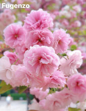 Load image into Gallery viewer, Fugenzo Cherry(普贤象樱花)
