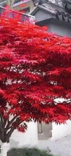 Load image into Gallery viewer, Blaze Maple (Japanese Maple -Ace palmatum) 日本枫树100
