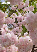 Load image into Gallery viewer, lanlan cherry(兰兰樱花))
