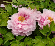Load image into Gallery viewer, 百花丛笑Bai Hua Cong Xiao
