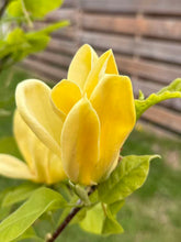 Load image into Gallery viewer, Yellow bird Magnolia

