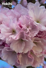 Load image into Gallery viewer, Yokihi Cherry (贵妃樱）
