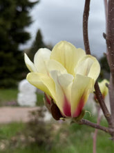 Load image into Gallery viewer, Sunrise Magnolia
