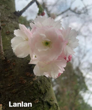 Load image into Gallery viewer, lanlan cherry(兰兰樱花))
