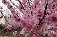 将图片加载到图库查看器，桃花 Peach blossoms
