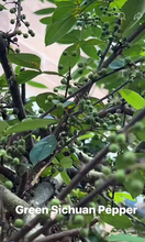 将图片加载到图库查看器，Green Chinese Prickly Ash tree(Green Pepper Variety 青花椒树
