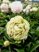 Load image into Gallery viewer, Green Jade peony
