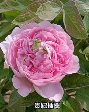 Load image into Gallery viewer, 贵妃插翠牡丹 Gui fei cha cui Tree Peony-11
