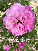 Load image into Gallery viewer, 伽蓝宝沙（紫斑牡丹）--Jia lan bao sha (rockii peony)
