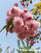 Load image into Gallery viewer, Kiku-shidare Cherry (菊垂枝樱花))
