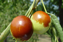 Load image into Gallery viewer, Honey Crisp Jujube tree(蜜脆玉枣树）100
