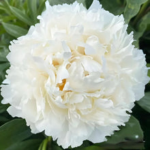 Load image into Gallery viewer, Bowl of cream peony 奶油碗芍药
