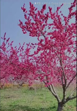 Load and play video in Gallery viewer, 'Yuanchun' Flowering Peach Tree 桃花树元春

