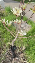 Load and play video in Gallery viewer, Sunrise Magnolia
