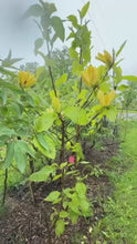 Load and play video in Gallery viewer, Yellow bird Magnolia
