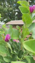 Load and play video in Gallery viewer, Purple Magnolia 紫玉 兰
