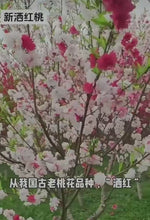 在图库查看器中加载和播放视频，'Sahong' Flowering Peach Tree 洒红桃花
