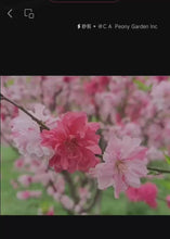 Load and play video in Gallery viewer, ‘Xinwubao’ Flowering  Peach Tree新五宝桃花
