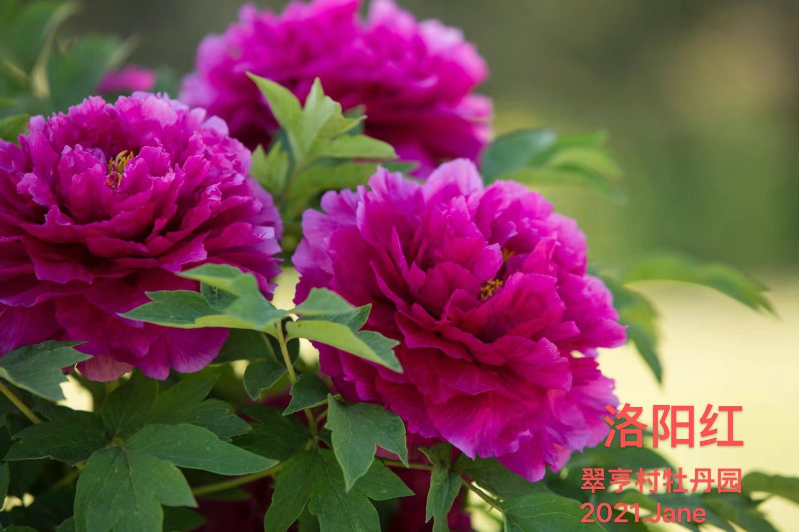 牡丹花 Amazon｜13インチ 人工牡丹の花 つぼみ バンドル入り｜造花