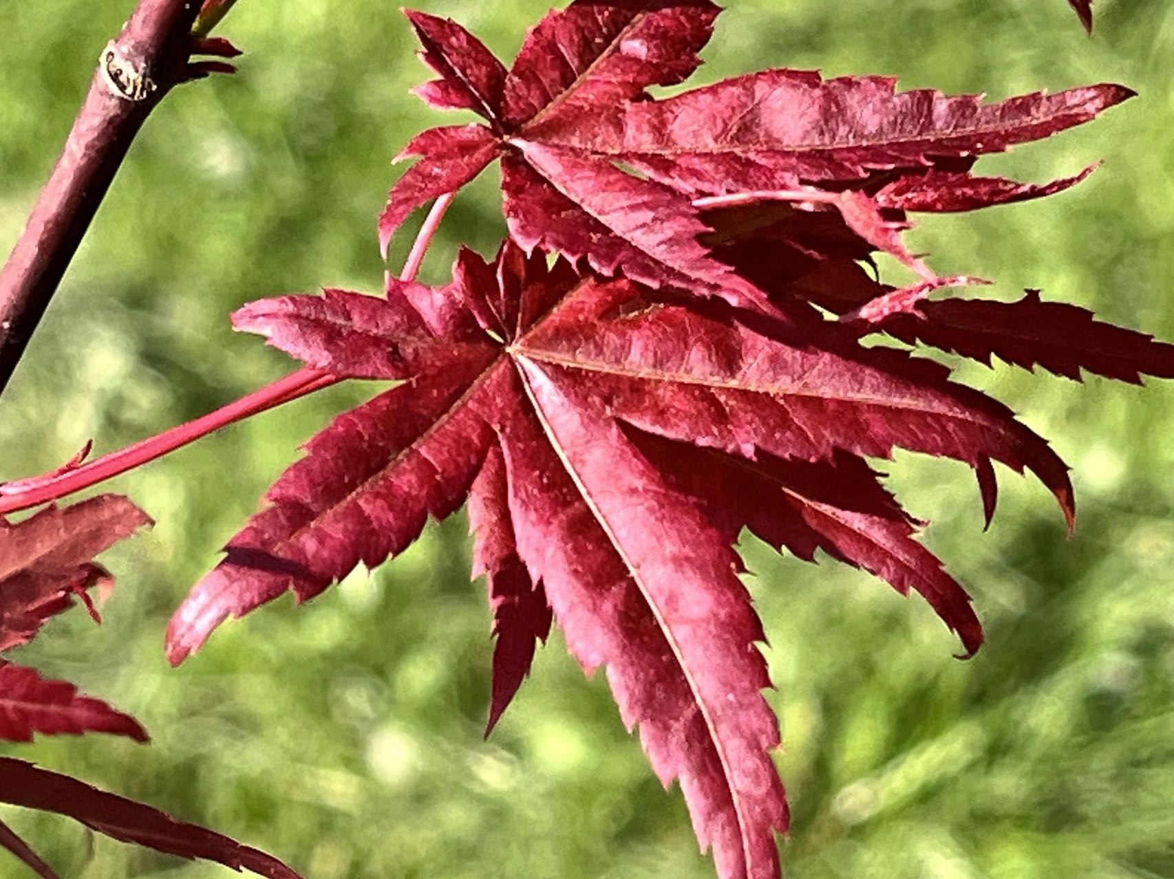 Acer palmatum Thunb 日本红枫红舞姬 – C A Peony Garden