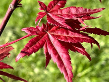 将图片加载到图库查看器，Acer palmatum Thunb 日本红枫红舞姬
