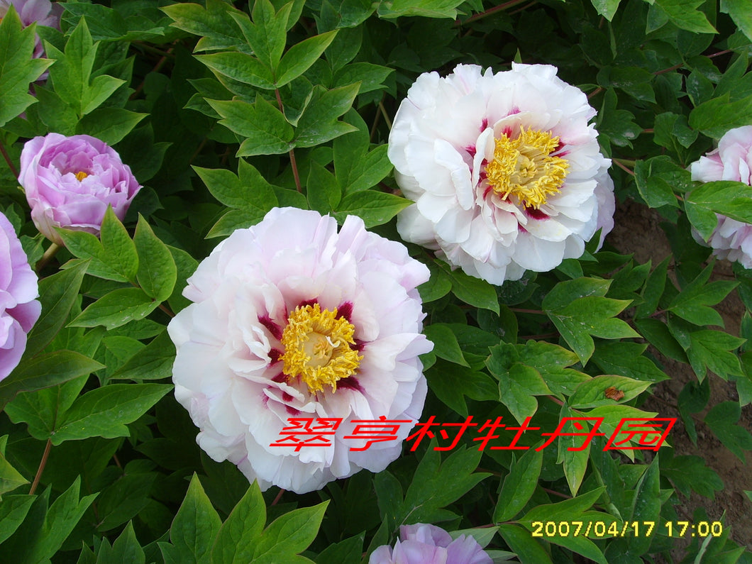 彩菊 Cai Jv-36