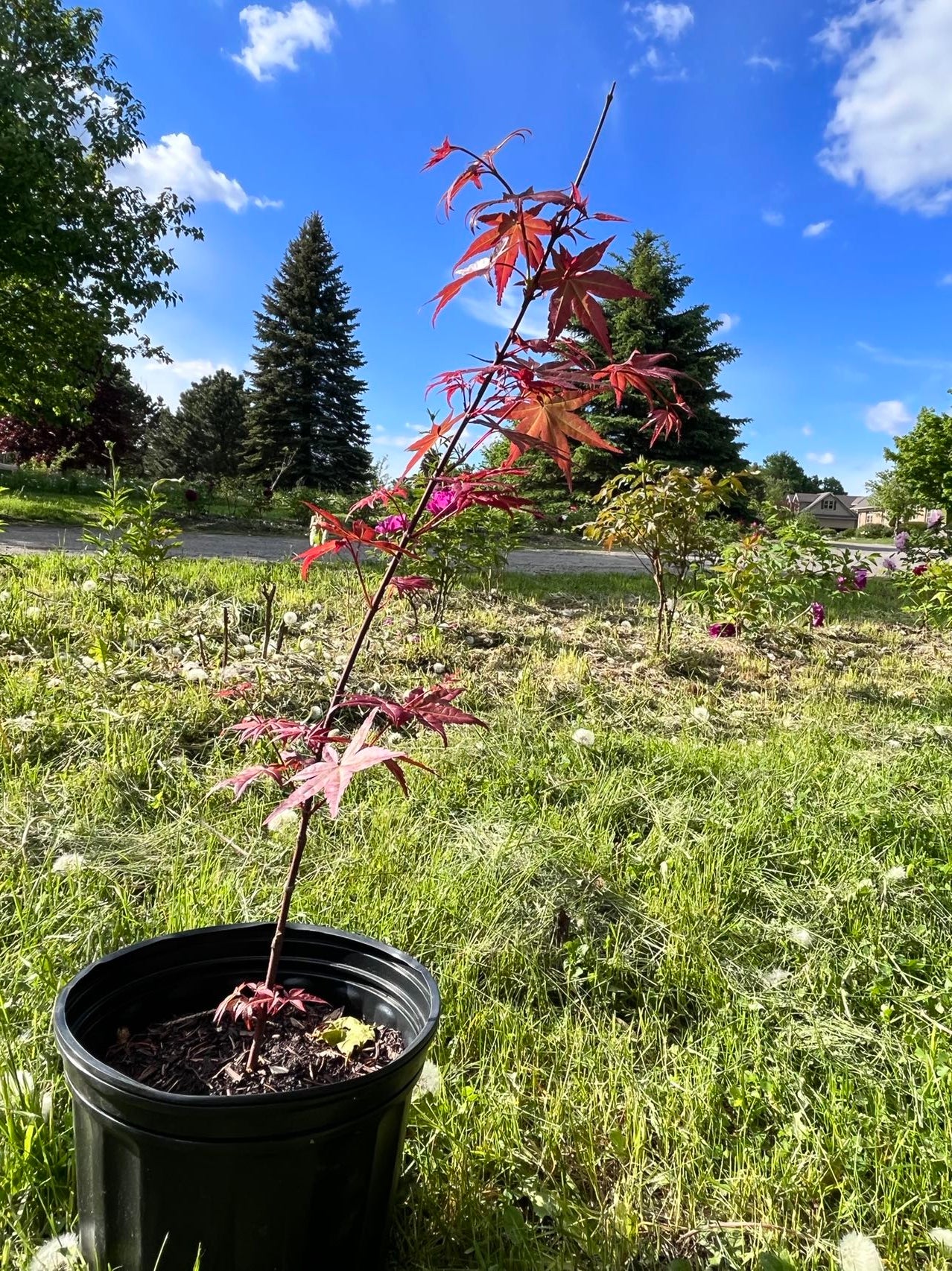 Acer palmatum Thunb 日本红枫红舞姬 – C A Peony Garden