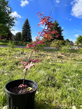 将图片加载到图库查看器，Acer palmatum Thunb 日本红枫红舞姬
