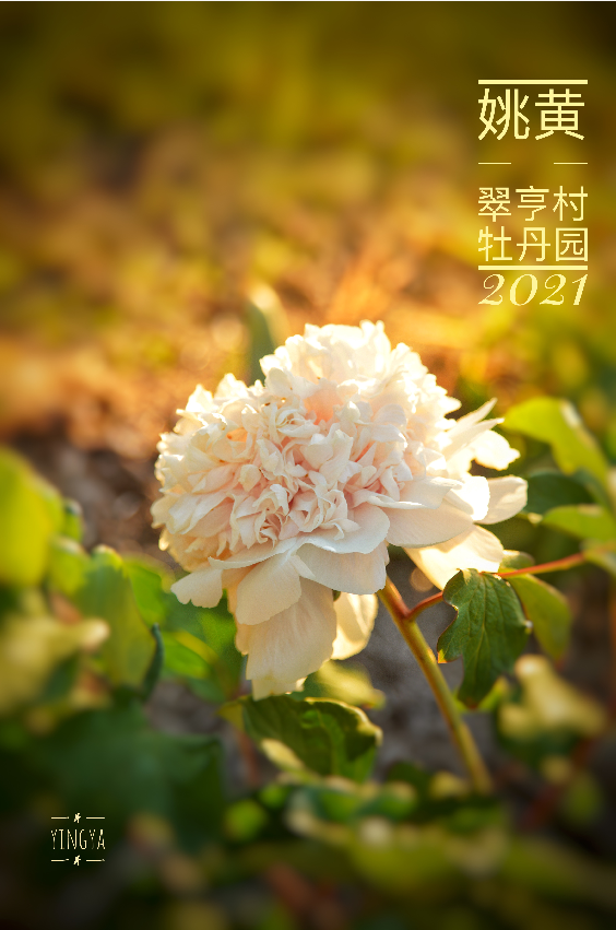 姚黄 Yao Huang-18 – C A Peony Garden