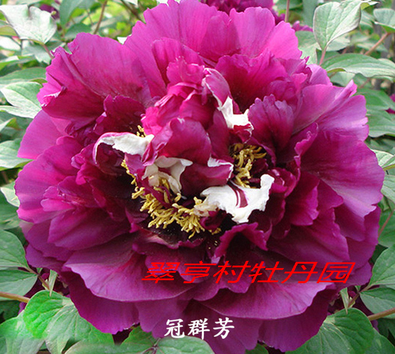 冠群芳 Guan Qun Fang-47