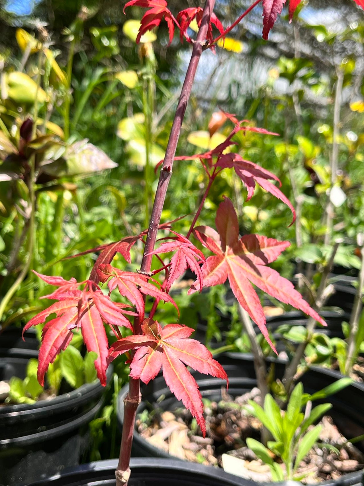 Acer palmatum Thunb 日本红枫红舞姬 – C A Peony Garden